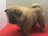&Agrave; vendre, sept chiots Chow Chow (non LOF)