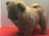 &Agrave; vendre, sept chiots Chow Chow (non LOF)