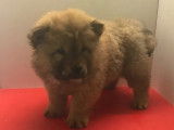 &Agrave; vendre, sept chiots Chow Chow (non LOF)