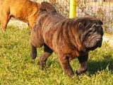 &Agrave; vendre, chiens m&acirc;les et femelles de race Shar-Pe&iuml; (LOF)
