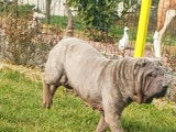 &Agrave; vendre, chiens m&acirc;les et femelles de race Shar-Pe&iuml; (LOF)