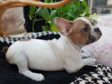 À vendre, chiot Bouledogue Français mâle de couleur caille blue fawn (non LOF)
