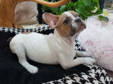 À vendre, chiot Bouledogue Français mâle de couleur caille blue fawn (non LOF)