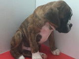 À vendre, quatre chiots Boxer (non LOF)