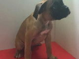 À vendre, quatre chiots Boxer (non LOF)