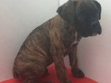 À vendre, quatre chiots Boxer (non LOF)