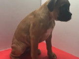 À vendre, quatre chiots Boxer (non LOF)