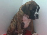 À vendre, quatre chiots Boxer (non LOF)
