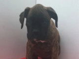 À vendre, quatre chiots Boxer (non LOF)