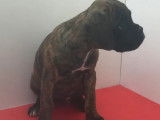 À vendre, quatre chiots Boxer (non LOF)