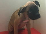 À vendre, quatre chiots Boxer (non LOF)