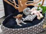 &Agrave; vendre, chiot Chihuahua femelle, de couleur tricolore et &agrave; poil court (non LOF)