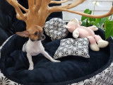 &Agrave; vendre, chiot Chihuahua femelle, de couleur tricolore et &agrave; poil court (non LOF)