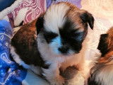 À vendre : 4 chiots femelles LOF Shih Tzu tricolores