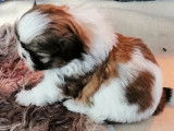 À vendre : 4 chiots femelles LOF Shih Tzu tricolores