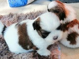 À vendre : 4 chiots femelles LOF Shih Tzu tricolores