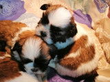 À vendre : 4 chiots femelles LOF Shih Tzu tricolores