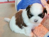 À vendre : 4 chiots femelles LOF Shih Tzu tricolores