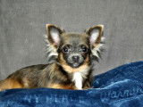 Chiot Chihuahua femelle tricolore non LOF &agrave; acheter