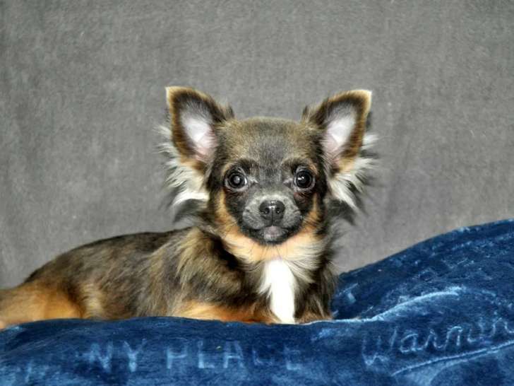 Chiot Chihuahua femelle tricolore non LOF à acheter