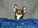 Chiot Chihuahua femelle tricolore non LOF &agrave; acheter