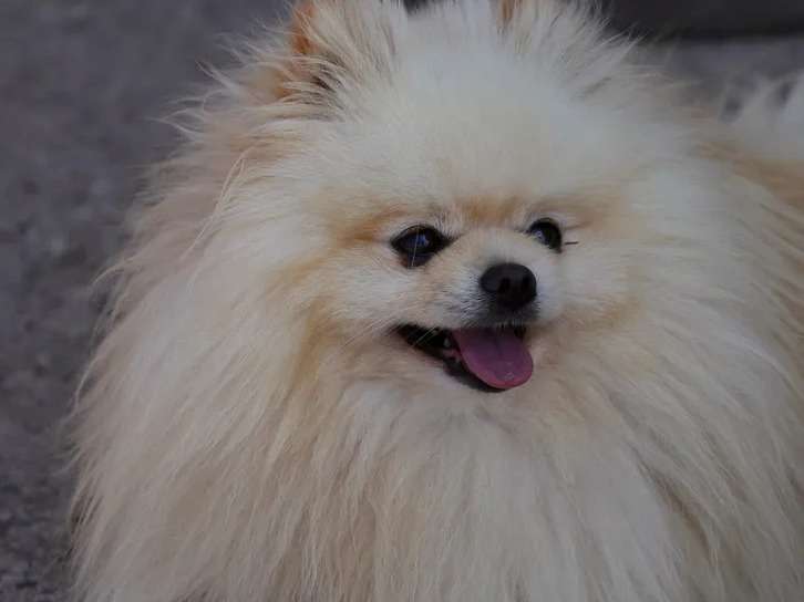 Un chien Pomeranian crème de 4 ans non LOF disponible pour saillie