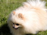 Un chien Pomeranian cr&egrave;me de 4 ans non LOF disponible pour saillie
