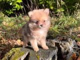 Trois chiots femelles Spitz Pomeranian non LOF disponibles de suite