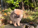 Trois chiots femelles Spitz Pomeranian non LOF disponibles de suite