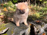 Trois chiots femelles Spitz Pomeranian non LOF disponibles de suite