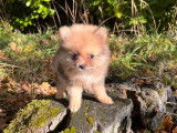 Trois chiots femelles Spitz Pomeranian non LOF disponibles de suite