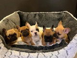 Cinq chiots mâles Bouledogue Français non LOF disponibles de suite