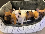 Cinq chiots mâles Bouledogue Français non LOF disponibles de suite