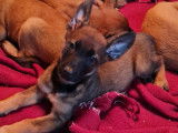 Trois chiots Malinois (2 femelles et 1 mâle) LOF disponibles de suite