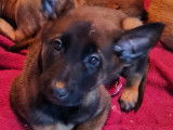 Trois chiots Malinois (2 femelles et 1 mâle) LOF disponibles de suite