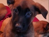 Trois chiots Malinois (2 femelles et 1 mâle) LOF disponibles de suite