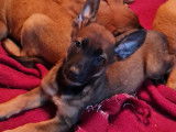 À réserver : 13 chiots Malinois mâles et femelles LOF