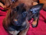 À réserver : 13 chiots Malinois mâles et femelles LOF