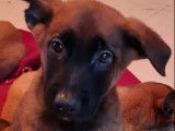 À réserver : 13 chiots Malinois mâles et femelles LOF
