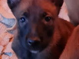 À réserver : 13 chiots Malinois mâles et femelles LOF