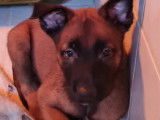 À réserver : 13 chiots Malinois mâles et femelles LOF