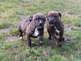Deux chiots mâles Staffie bringés LOF disponibles de suite