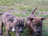 Deux chiots mâles Staffie bringés LOF disponibles de suite