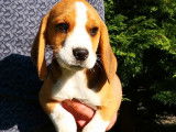 À vendre : trois chiots Beagle (2 femelles et 1 mâle) LOF