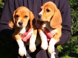 À vendre : trois chiots Beagle (2 femelles et 1 mâle) LOF