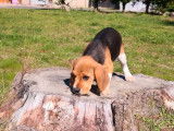 À vendre : trois chiots Beagle (2 femelles et 1 mâle) LOF