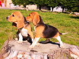 À vendre : trois chiots Beagle (2 femelles et 1 mâle) LOF