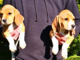 À vendre : trois chiots Beagle (2 femelles et 1 mâle) LOF