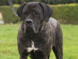 Une chienne Cane Corso noir bringé LOF de 7 ans à vendre