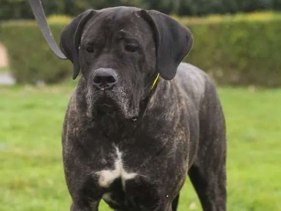 Une chienne Cane Corso noir bringé LOF de 7 ans à vendre